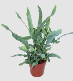 Phlebodium blue star